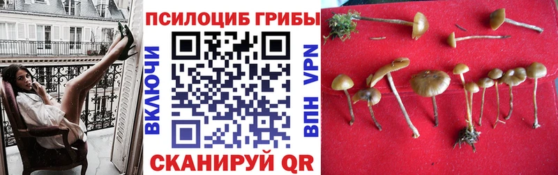 Псилоцибиновые грибы мухоморы  даркнет сайт  Ельня 